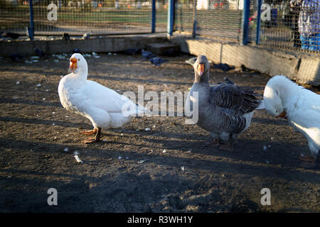 White goose on the farm. Goose in open pen Stock Photo