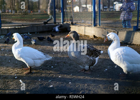 White goose on the farm. Goose in open pen Stock Photo