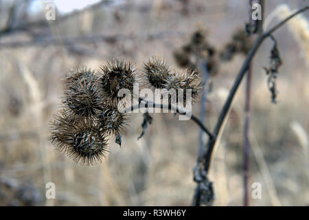 Dry burdock flowers in late autumn close up photo Stock Photo