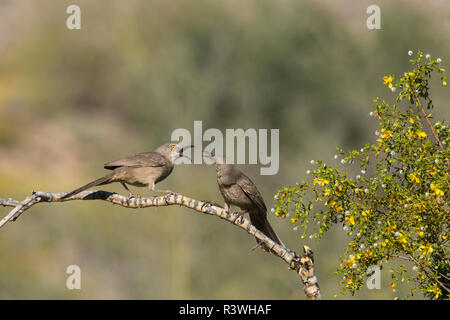 Arizona. Two curve-billed thrashers, Toxostoma curvirostre, squawk at each other on a branch of a bush. Stock Photo