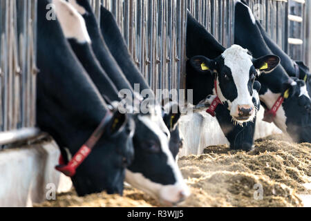 Holstein Friesian cattle in cowshed Stock Photo