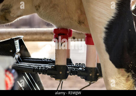 Holstein Friesian cattle in milking robot Stock Photo