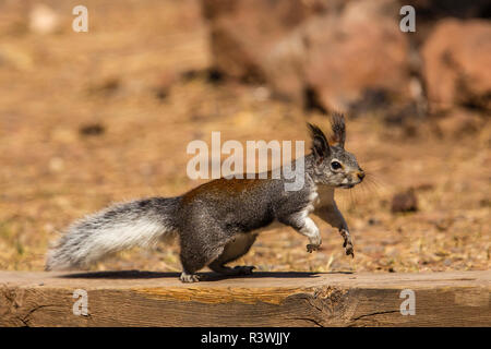 USA, Arizona, Williams. Kaibab Squirrel (aberti kaibabensis) Stock Photo