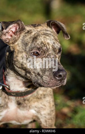 American sales pitbull brindle