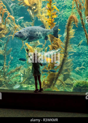 Birch Aquarium At Scripps La Jolla California SD Stock Photo - Usa California La Jolla Giant Kelp Forest Tank At The Birch Aquarium EDitorial Use Only R3wkmr