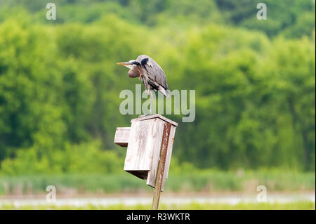 A Great Blue Heron perched onto of a birdhouse, stretching to scratch an itch. Stock Photo
