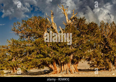 Ancient bristlecone pine, White Mountains, Inyo County, California. Great Basin Desert, Pinus Longaeva, Great Basin National Park Stock Photo