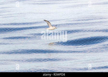 Northern Fulmar, also called Arctic Fulmar (Fulmarus glacialis) near the coast of southern Greenland. Stock Photo