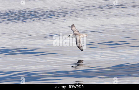 Northern Fulmar, also called Arctic Fulmar (Fulmarus glacialis) near the coast of southern Greenland. Stock Photo