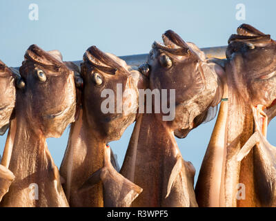 Halibut drying. Inuit village Oqaatsut (once called Rodebay) located in the Disko Bay, Greenland, Denmark Stock Photo