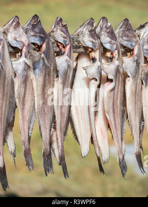 Halibut drying. Inuit village Oqaatsut (once called Rodebay) located in the Disko Bay, Greenland, Denmark Stock Photo