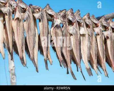 Halibut drying. Inuit village Oqaatsut (once called Rodebay) located in Disko Bay. Greenland, Denmark Stock Photo