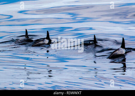 Rough-Toothed Dolphins swimming in formation. Gorda Banks, Baja California, Sea of Cortez, Mexico. Stock Photo