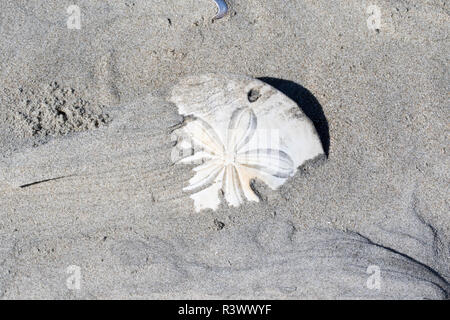 Sand Dollar. Isla Magdalena. Baja California, Sea of Cortez, Mexico. Stock Photo