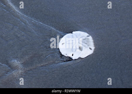 Sand Dollar. Isla Magdalena. Baja California, Sea of Cortez, Mexico. Stock Photo