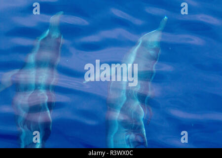 Rough-Toothed dolphins swimming in formation. Gorda Banks. Baja California, Sea of Cortez, Mexico. Stock Photo