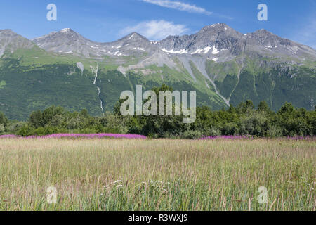 USA, Alaska, Valdez. Landscape of mountains and fireweed in bloom. Stock Photo