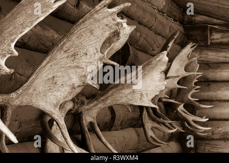 USA, Alaska. Moose antlers on log cabin wall. Stock Photo