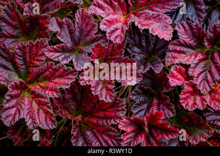 USA, Alaska, Arctic, Brooks Range. Cloudberry leaves in fall. Stock Photo