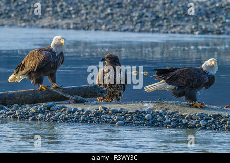 USA, Alaska, Chilkat Bald Eagle Preserve, bald eagle adults and juvenile Stock Photo