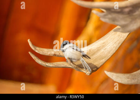 USA, Alaska, Fairbanks. Black-capped chickadee on moose antlers. Stock Photo