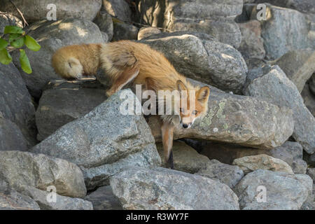 USA, Alaska, Nome. Red fox in rocks. Stock Photo