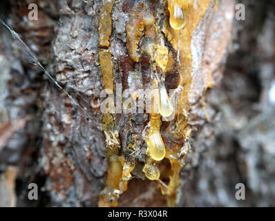 Dripping sap, natural gum tree resin on bark with blurred yellow background - Selective focus Stock Photo