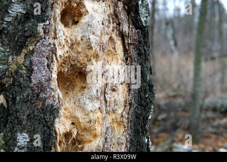 Vertical view of bird habitats and the distinctive, round holes notched ...