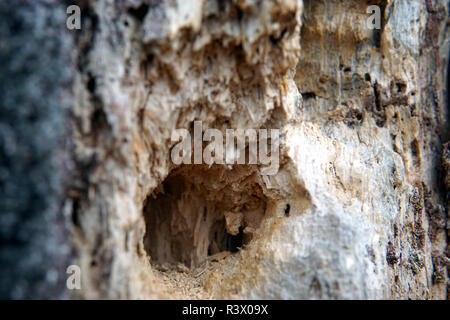 Vertical view of bird habitats and the distinctive, round holes notched ...