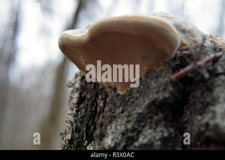 Phellinus igniarius mushroom, growing under fallen oak tree, showing minute spores underneath