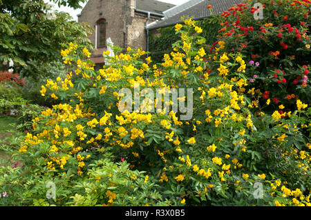 Chinesische  Senna  Cassia Stock Photo