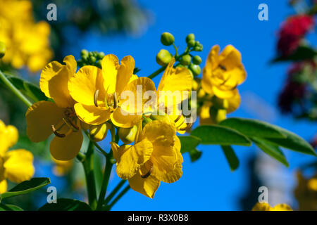 Chinesische  Senna  Cassia Stock Photo