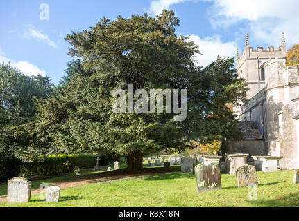 Ancient yew tree in churchyard All Saints Church, Yatesbury, Wiltshire, England, UK Stock Photo