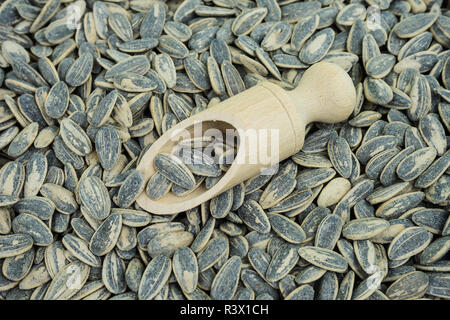 sunflower seeds roasted Stock Photo