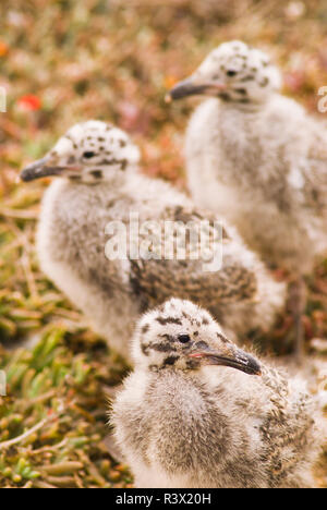 Western gull chicks (Larus occidentalis), Anacapa Island, Channel Islands National Park, California, USA Stock Photo