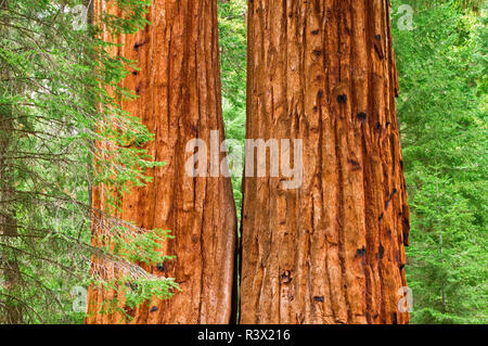 Giant Sequoias (Sequoiadendron giganteum), Trail of 100 Giants, Giant Sequoia National Monument, California, USA Stock Photo