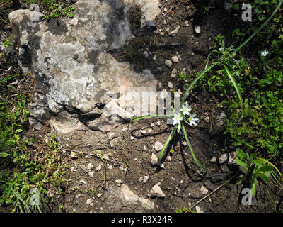 Small white flower on earth with stones. Stock Photo
