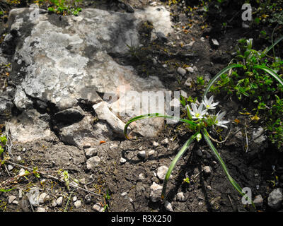 Small white flower on earth with stones. Stock Photo