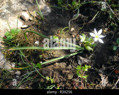 Small white flower on earth with stones. Stock Photo
