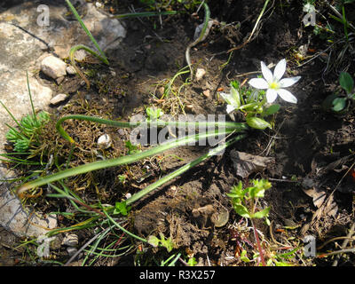 Small white flower on earth with stones. Stock Photo
