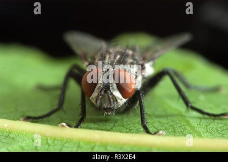 The House Fly (Musca domestica) close-up Stock Photo