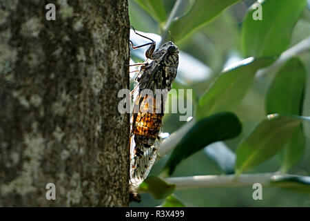 extremely noisy Italian cicada Stock Photo