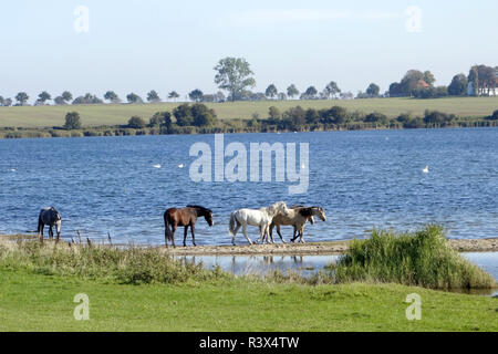 horses in the wismar bay Stock Photo