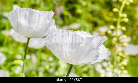 Close up of a white poppy in a Britiish garden Stock Photo