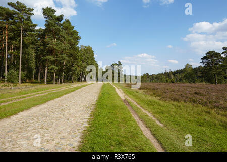 Luneburg Heath - Track through the heathland near Egestorf Stock Photo