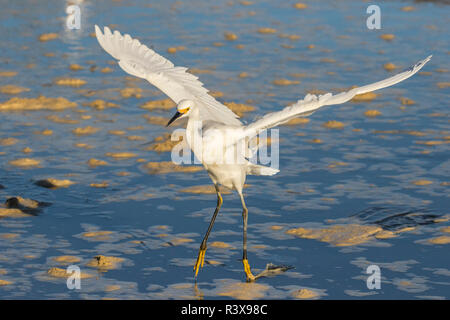 USA, California, Pismo Beach. Snowy egret landing in water. Stock Photo