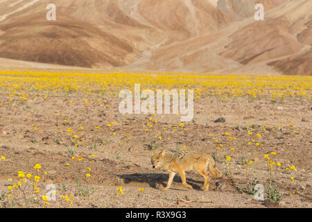 California. A coyote, Canis Latrans, walks through blooming desert marigolds in Death Valley during Spring's super bloom of 2016. Stock Photo