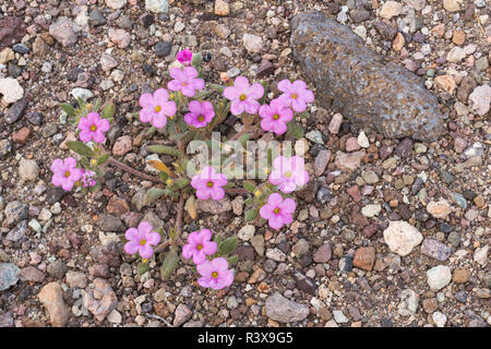 California. Purple mat, Nama demissum, springs to life in the washes in Death Valley during the super bloom of 2016. Stock Photo