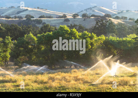 USA, California, Parkfield, V6 Ranch sprinklers watering a grassy field on a cattle ranch in the early morning Stock Photo