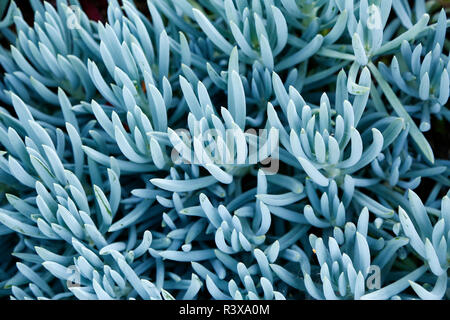 Senecio Blue succulents in Los Angeles, California, USA Stock Photo